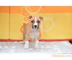 Stenci americkog stafordskog terijera - 2