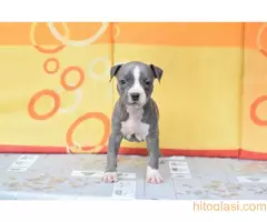 Stenci americkog stafordskog terijera - 3