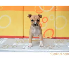 Stenci americkog stafordskog terijera - 4