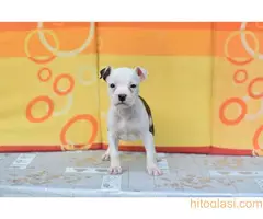 Stenci americkog stafordskog terijera - 5