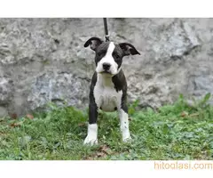 Stenci americkog stafordskog terijera - 6