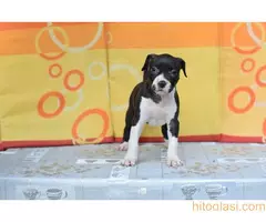 Stenci americkog stafordskog terijera - 7