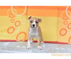 Stenci americkog stafordskog terijera - 8