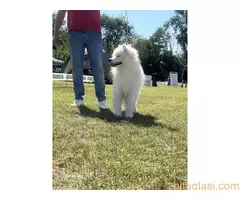 Na prodaju odrasli mužjak Samojeda, oštenjen 01.07.2021. godine - 2