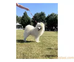 Na prodaju odrasli mužjak Samojeda, oštenjen 01.07.2021. godine - 3