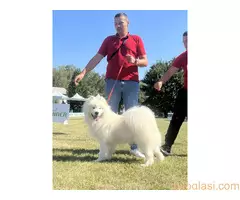 Na prodaju odrasli mužjak Samojeda, oštenjen 01.07.2021. godine - 5