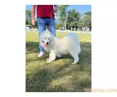 Na prodaju odrasli mužjak Samojeda, oštenjen 01.07.2021. godine - 6