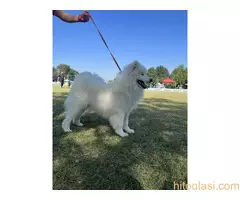 Na prodaju odrasli mužjak Samojeda, oštenjen 01.07.2021. godine - 7