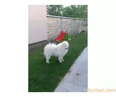 Na prodaju odrasli mužjak Samojeda, oštenjen 01.07.2021. godine - 8