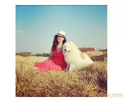 Na prodaju odrasli mužjak Samojeda, oštenjen 01.07.2021. godine - 9