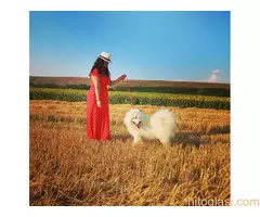 Na prodaju odrasli mužjak Samojeda, oštenjen 01.07.2021. godine - 10