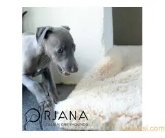 Mali italijanski hrt, štenci plave boje na prodaju - ORJANA GALAXY uzgaivačnica - 2