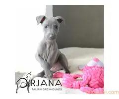 Mali italijanski hrt, štenci plave boje na prodaju - ORJANA GALAXY uzgaivačnica - 3