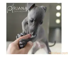 Mali italijanski hrt, štenci plave boje na prodaju - ORJANA GALAXY uzgaivačnica - 4