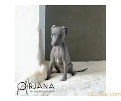 Mali italijanski hrt, štenci plave boje na prodaju - ORJANA GALAXY uzgaivačnica - 5