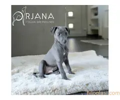 Mali italijanski hrt, štenci plave boje na prodaju - ORJANA GALAXY uzgaivačnica - 6