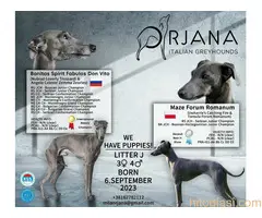 Mali italijanski hrt, štenci plave boje na prodaju - ORJANA GALAXY uzgaivačnica - 7