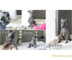 Mali italijanski hrt, štenci plave boje na prodaju - ORJANA GALAXY uzgaivačnica - 8