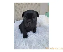 Stenadi francuski buldog - 2