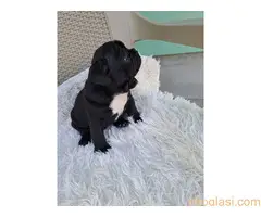 Stenadi francuski buldog - 4