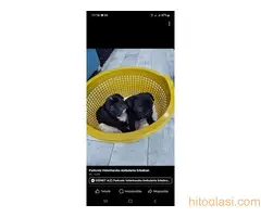 Stenadi francuski buldog - 5