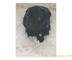 Stenadi francuski buldog - 6