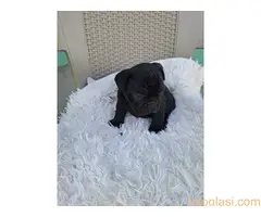 Stenadi francuski buldog - 7