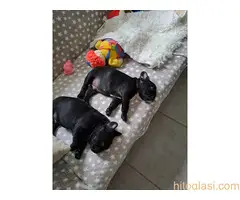 Stenadi francuski buldog - 8