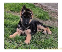 Štenci nemakog ovčara odličnog porekla - 2