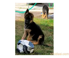 Štenci nemakog ovčara odličnog porekla - 3