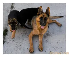 Štenci nemakog ovčara odličnog porekla - 4