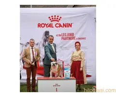 Engleski buldog internacionalni sampion slobodan za parenje - 3