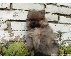 cistokrvni pomeranac - 2