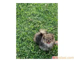 cistokrvni pomeranac - 3