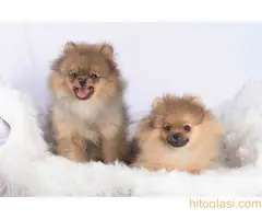 cistokrvni pomeranac - 4