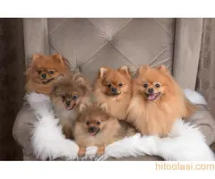 cistokrvni pomeranac - 5