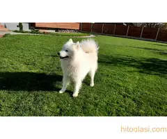 Parenje pasa Samojed - 2