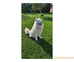 Parenje pasa Samojed - 3