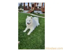 Parenje pasa Samojed - 4