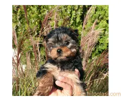 Štenci Jokširskog terijera - 2