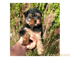 Štenci Jokširskog terijera - 3
