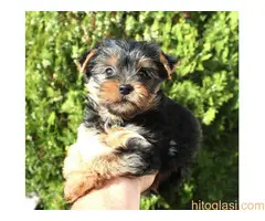 Štenci Jokširskog terijera - 4