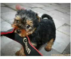 Štenci Jokširskog terijera - 5