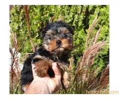 Štenci Jokširskog terijera - 6