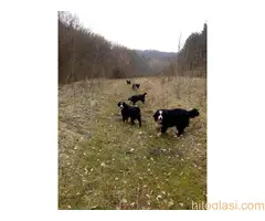 Bernski Planinski Pas - 3