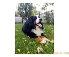 Bernski Planinski Pas - 4