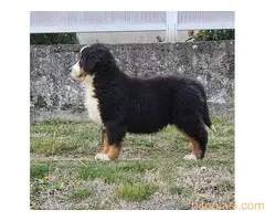 Bernski Planinski Pas - 5