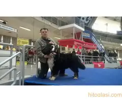 Bernski Planinski Pas - 6