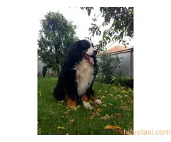 Bernski Planinski Pas - 7