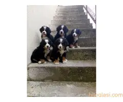 Bernski Planinski Pas - 8